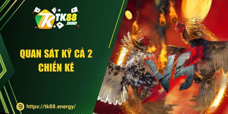 Quan sát kỹ cả 2 chiến kê 