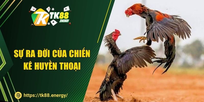 Sự ra đời của chiến kê huyền thoại 